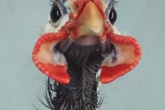 07 S2 B LMajor Who are you looking at. 48 C