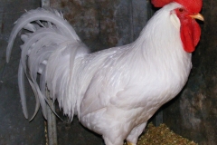 DSCF8121 Ch LtBd SF Large Fowl 2015 Poultry Show 26072015