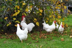 Leghorns